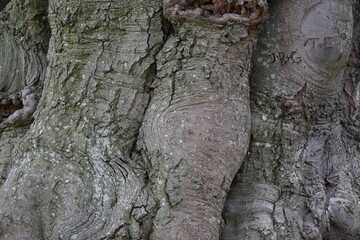 Detail of the bark of an old gnarled tree