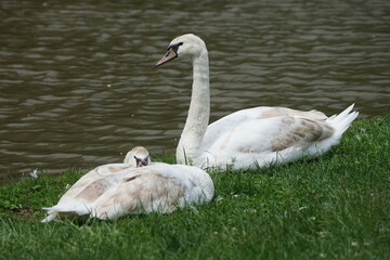 Beautiful white swan is grooming itself