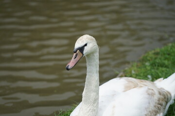 Portrait of a white swan next to a lake