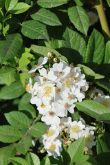 The multiflora rose has beautiful white flower. Flowered rose, Rosa multiflora white rosa.
