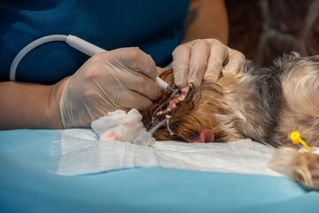 Veterinary dentistry. Dentist surgeon veterinarian treats the teeth of a Yorkshire terrier dog...
