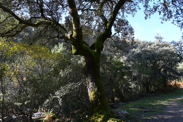 Bosque