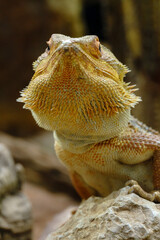 Reptiline im Terrarium