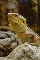 Reptiline im Terrarium