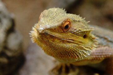 Reptiline im Terrarium