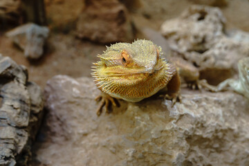 Reptiline im Terrarium