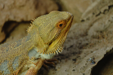 Reptiline im Terrarium