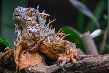 Echsen und Schlangen