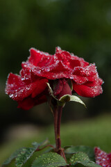 Rose Glistens After the Rain