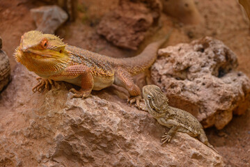 Echsen und Schlangen