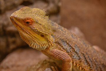 Fototapeta premium Echsen und Schlangen