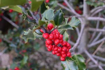 Acebo