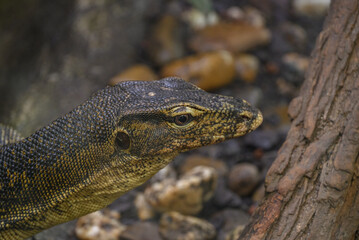 Echsen und Schlangen