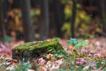 Small stump in the forest