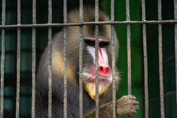 Baboon in a cage