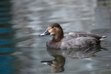 Duck swims in the pond