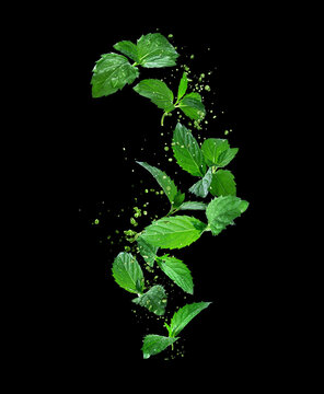 Fresh mint leaves with drops of water in the air on a black background