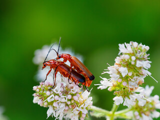 Rhagonycha fulva fotografiada con luz natural en el momento de la cópula. 