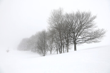 paisaje nevado alta montaña árboles urbia país vasco 4M0A7567-as23