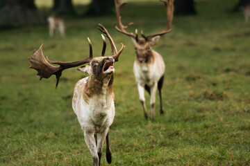 Deer rut season Phoenix park