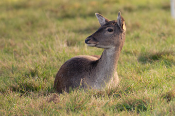 Deer rut season Phoenix park