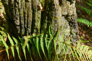 Green fern and tree trunk in the forest