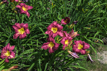 flourishing daylily Hemerocallis