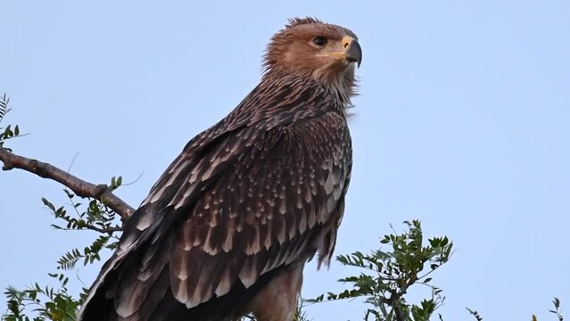 Eastern imperial eagle Aquila heliaca. Wildlife animals. The bird is sitting on a branch looking around. Slow motion.