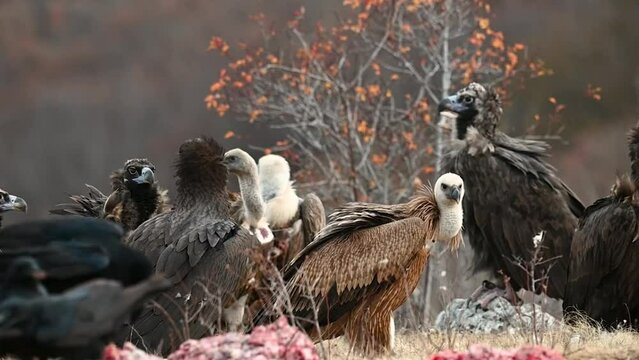 Black vulture Aegypius monachus, and Griffon vulture or Eurasian griffon Gyps fulvus in the wild. A group of birds. Slow motion. Close up.