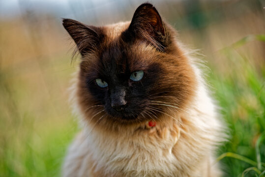 Chat de race sacr&eacute; de Birmanie
