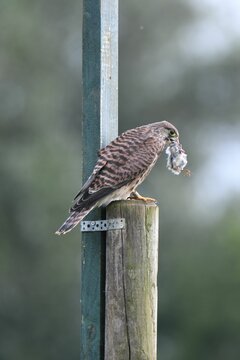 Close up shot of a juvenile common kestrel (Falco tinnunculus) eating catched prey