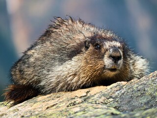 Closeup portrait of a wide-eyed marmot looking directly into the camera
