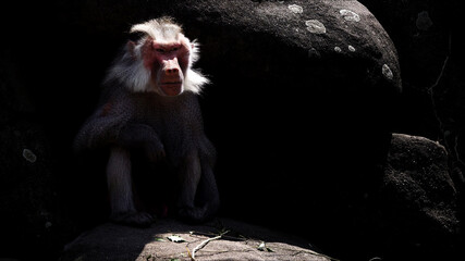 Animal Chimpanzee Monkey on Rocks in Zoo