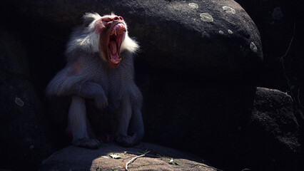 Animal Chimpanzee Monkey on Rocks in Zoo
