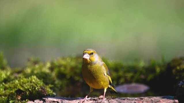 Songbird in the forest. European greenfinch bird Chloris chloris in the wild.