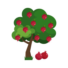 Vector illustration of a pomegranate tree in flat style on a white background. Pomegranate.