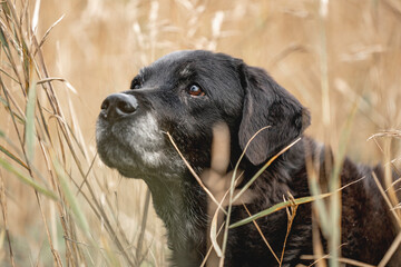 Old black labrador dog 