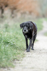 Old black labrador dog 