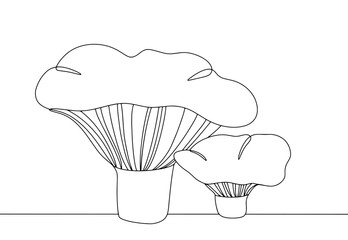Lactarius controversus. One line