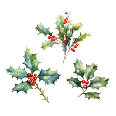 Set of Holly plant on transparent background - 679372871
