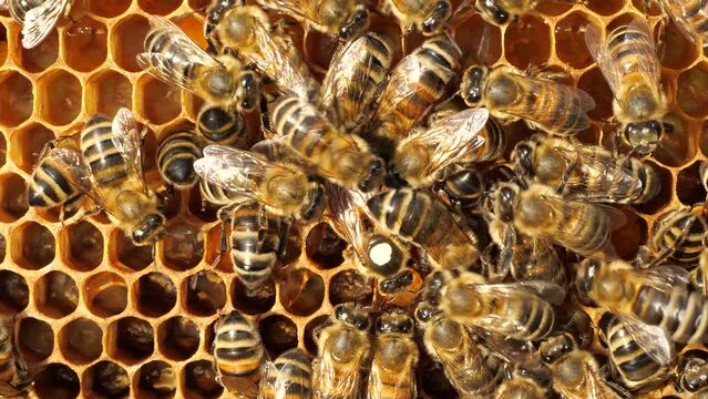  Queen Bee lays her eggs in the honeycomb. To make it easier to spot the Queen, there is a white mark on her back.