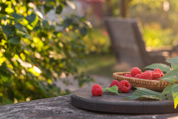 Fresh raspberries in a wicker bowl on a bench in the garden
