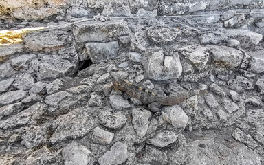 Iguana on rock Tulum ruins Mayan site temple pyramids Mexico.