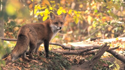 Fox (Vulpes) eats something in the autumn forest.