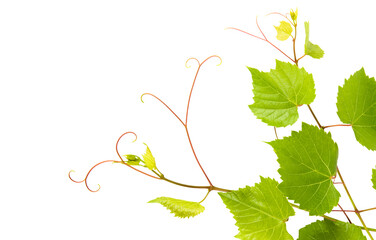 Vine and grape leaves isolated on white background.