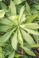close up of green leaves, forrest flower, 
