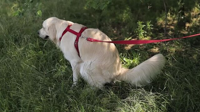 Golden retriever. golden retriever pooping. Golden retriever pooping in the park, garden, pooping on the grass. A golden retriever on a leash poops on the grass. dog pooping on a leash for a walk