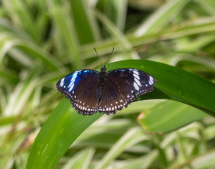 butterfly on a leaf