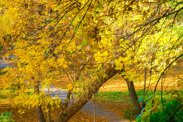 Sunny day in Autumn, trees with yellow orange, red leaves