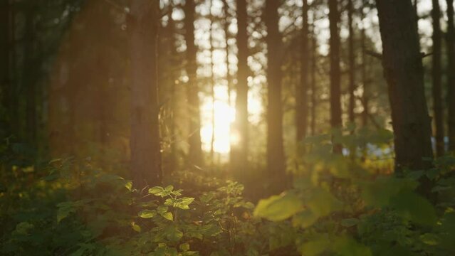 The sun at sunset shines with a golden beautiful light through the trunks of trees in the forest and highlights the leaves of shrubs and grasses on a warm summer day. High quality 4k footage